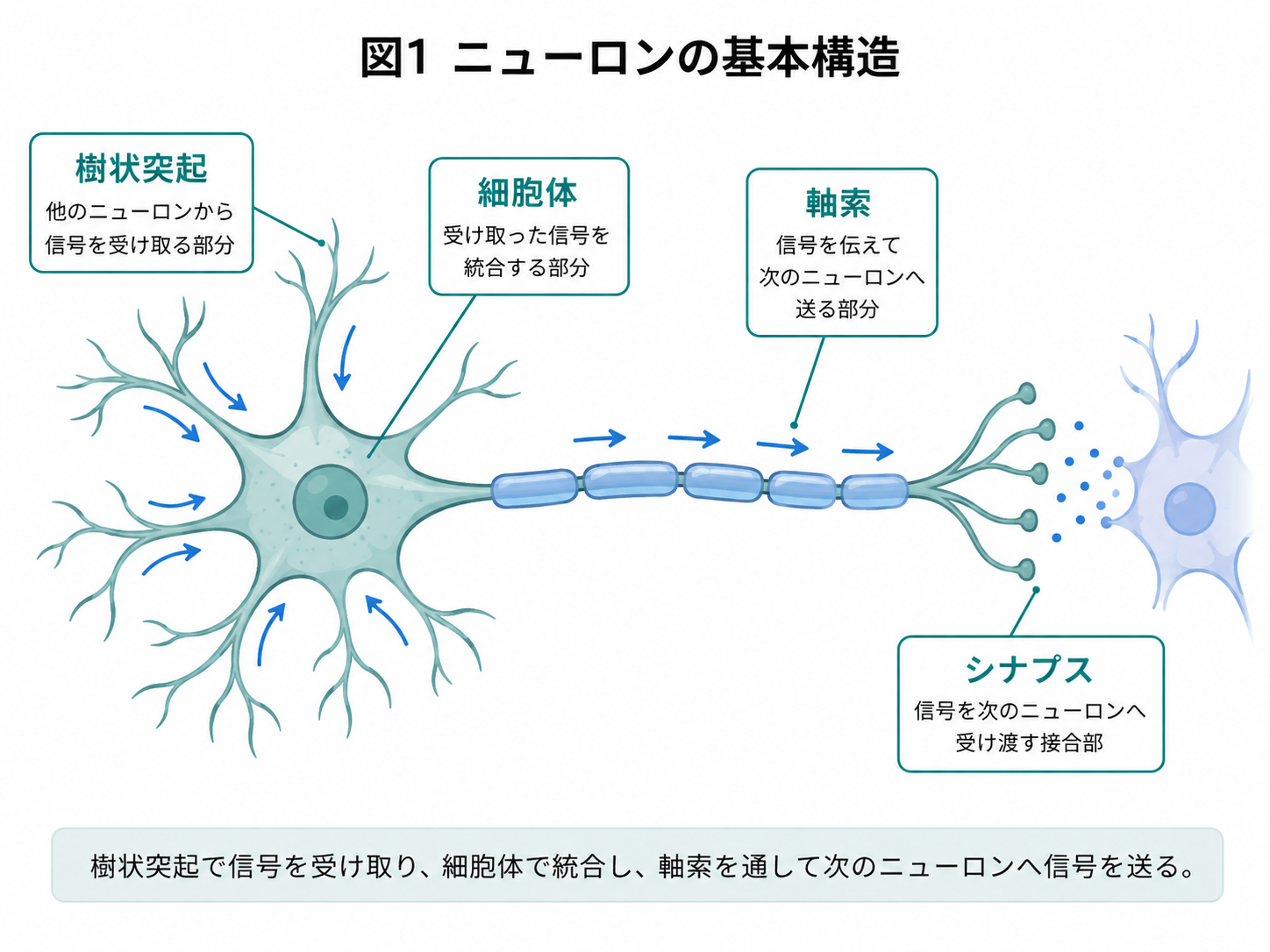 ニューロンの基本構造